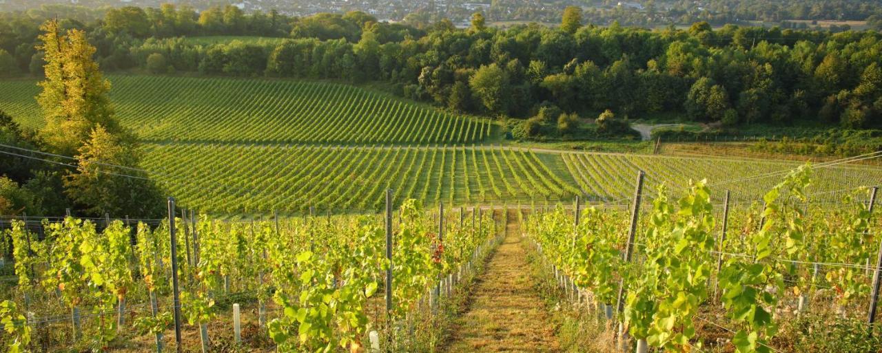 Denbies Vineyard Hotel Dorking Exterior photo
